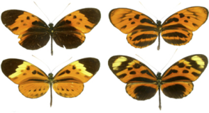 Read more about the article Variations and Surviving